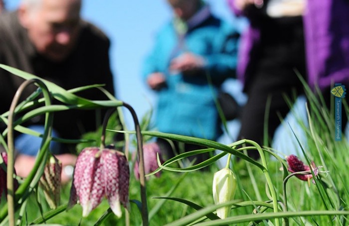 The snake head fritillary being enjoyed by visitors