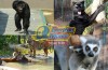 Drayton Manor Park Zoo