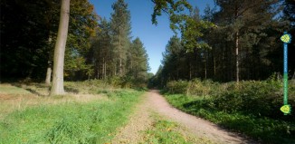 Cannock Chase