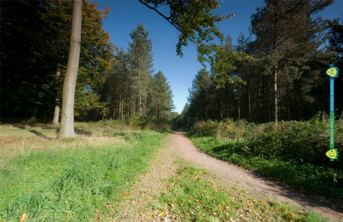 Cannock Chase