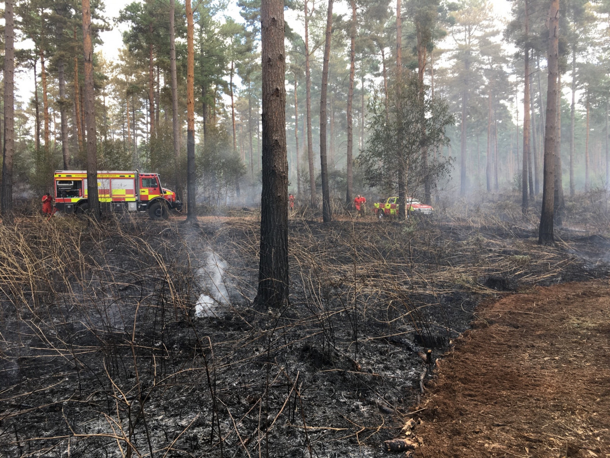 The aftermath of a woodland fire in Staffordshire.