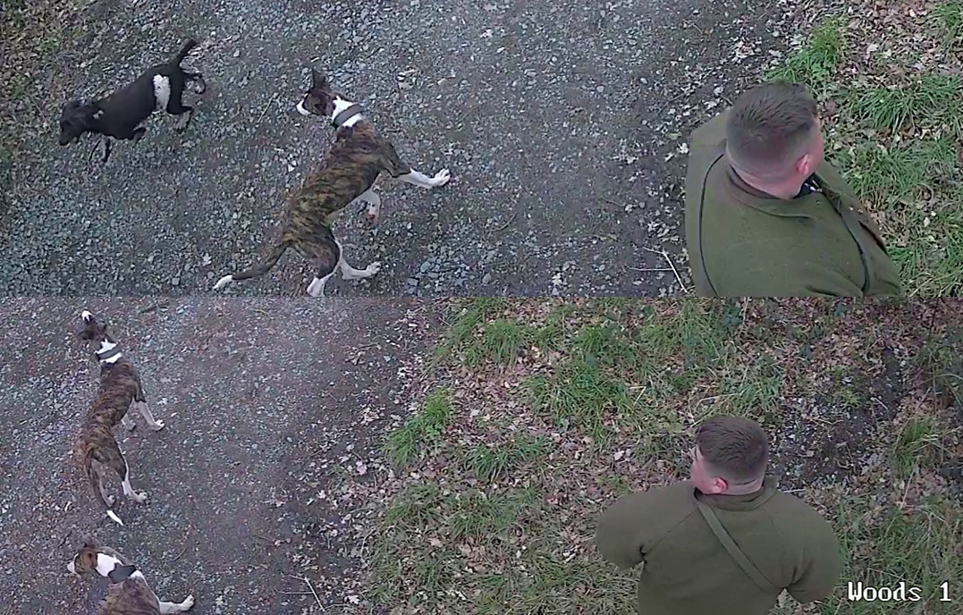 CCTV Footage from the woods